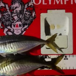 アジング 練習 184