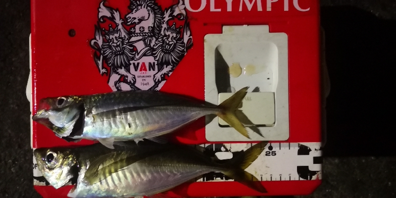 アジング 練習 184