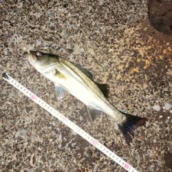 隣のアングラーさんは入れ食い状態に脱帽