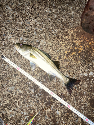 隣のアングラーさんは入れ食い状態に脱帽