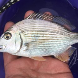 台風前のうねりの晴れ間に石ゴカイ投げ釣り