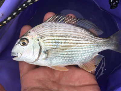 台風前のうねりの晴れ間に石ゴカイ投げ釣り