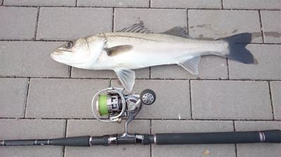 コスモスクエア釣果