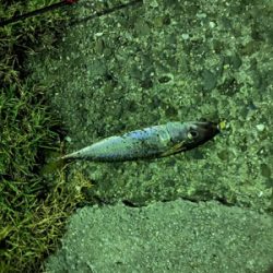 アジングしましたがサバだけ