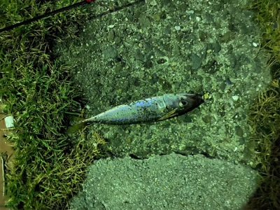 アジングしましたがサバだけ