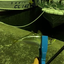 アジング⑤
