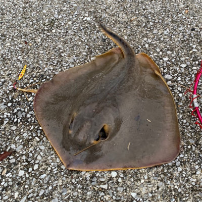貝塚人工島水路でエーちゃん❗…