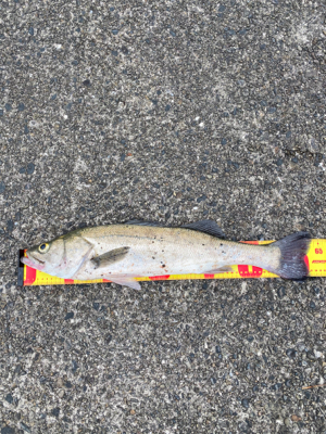 シーバス　太刀魚