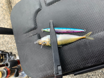 珍ゲスト 鯖の猛攻アジング