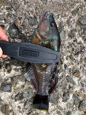 久々ライトゲーム