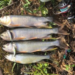 バスハスナマズ