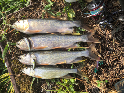 バスハスナマズ