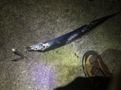 タチウオ釣れてます