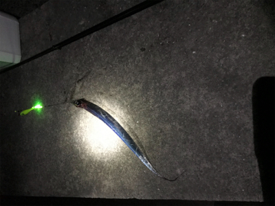 太刀魚　ウキ釣り