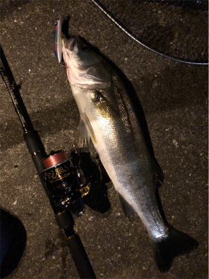 大阪湾悪パトロール