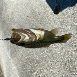 台風くるまではコバッチー祭り