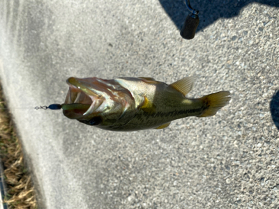 台風くるまではコバッチー祭り