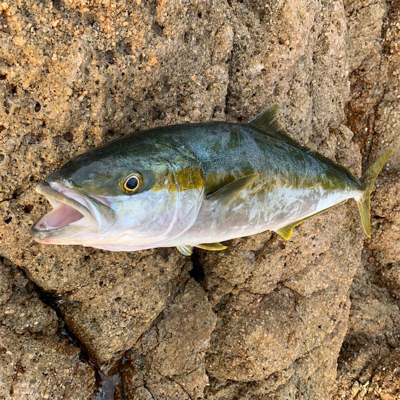 ロックショアジギング