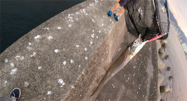 和田防新波止 魚種豊富