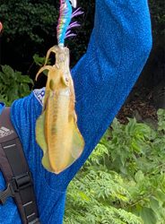 今年のアオリイカ新子釣り。