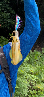 今年のアオリイカ新子釣り。