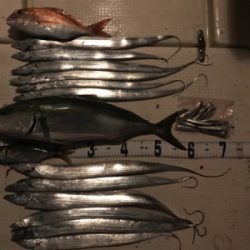 タチウオジギング