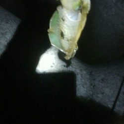 障泥烏賊7杯、キジハタ1、カマス1