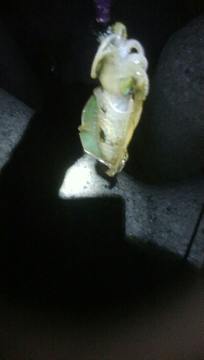 障泥烏賊7杯、キジハタ1、カマス1