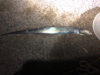 タチウオ釣れてます