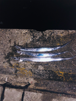 親父たちの釣行‼࿠…