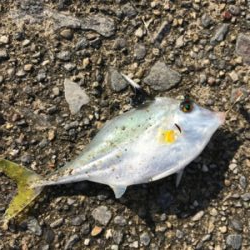 やっばりキス釣り