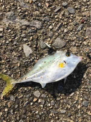 やっばりキス釣り