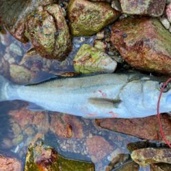 クルクルイワシ