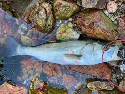 クルクルイワシ