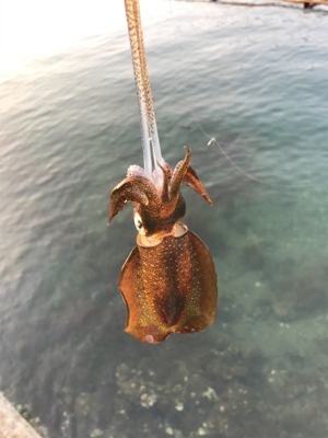 アオリイカを求めて⑩