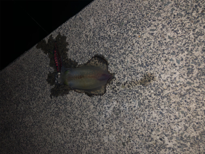 3回目の新子調査