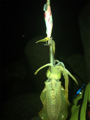 エギング時々ガシリング(^.^)