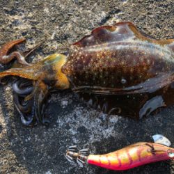 エギング最高！