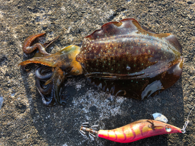 エギング最高！