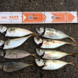 アジいい感じです