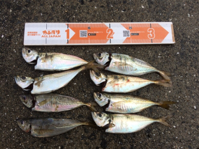 アジいい感じです