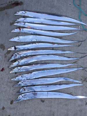 誘えばアタリ多数