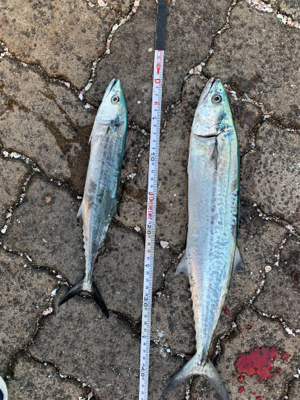 ベイトは豆アジとサヨリ