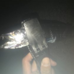 タチウオ厳しい！2020ライトゲーム第25戦