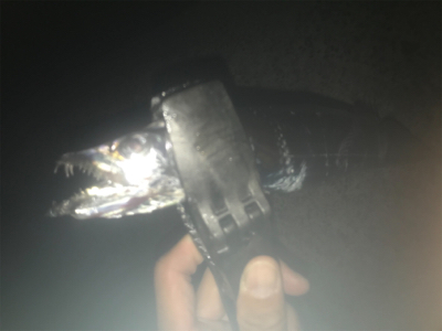 タチウオ厳しい！2020ライトゲーム第25…