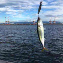 遅めの鯖祭りのみ。。。