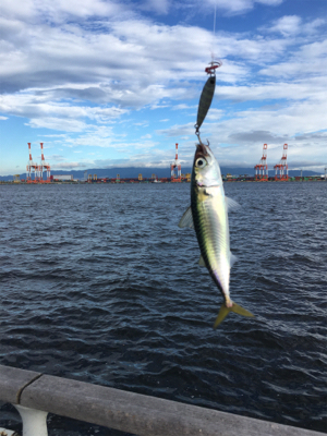 遅めの鯖祭りのみ。。。
