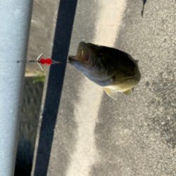 コバッチー釣り