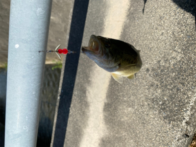 コバッチー釣り