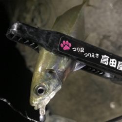 豆アジングとケンサキエギング